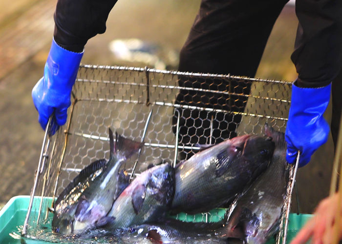 募集職種「料理人」イメージ写真